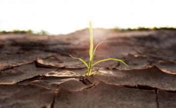 ‘Animal-Stress’ Signal Improves Plant Drought Resilience