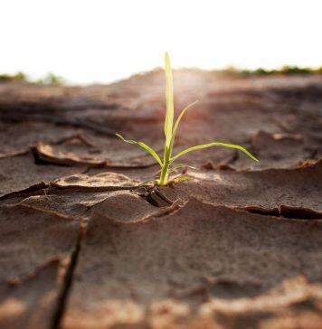 ‘Animal-Stress’ Signal Improves Plant Drought Resilience