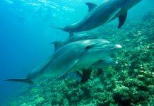 Marine mammals at a crucial crossroads