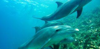 Marine mammals at a crucial crossroads