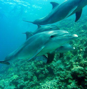 Marine mammals at a crucial crossroads