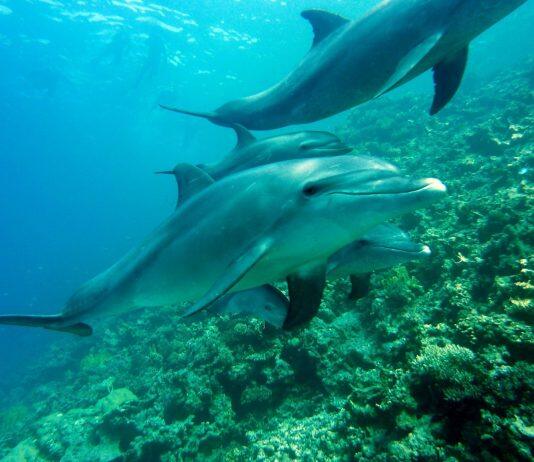 Marine mammals at a crucial crossroads