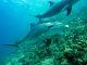 Marine mammals at a crucial crossroads