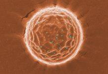 UChicago scientists design ‘nanotraps’ to catch and clear coronavirus from tissue