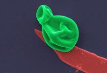 Superbug killer: New nanotech destroys bacteria and fungal cells