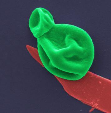 Superbug killer: New nanotech destroys bacteria and fungal cells