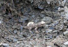 Tuatara eggs hatch for Easter at Orokonui Ecosanctuary