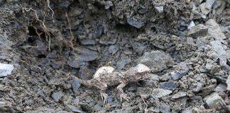 Tuatara eggs hatch for Easter at Orokonui Ecosanctuary