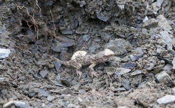 Tuatara eggs hatch for Easter at Orokonui Ecosanctuary