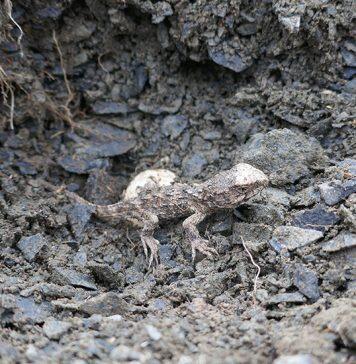 Tuatara eggs hatch for Easter at Orokonui Ecosanctuary