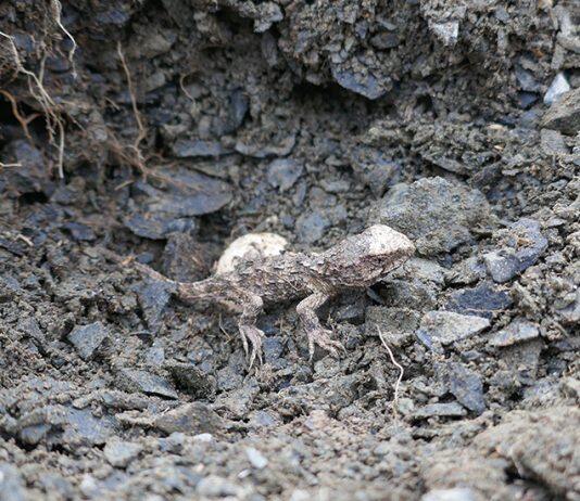 Tuatara eggs hatch for Easter at Orokonui Ecosanctuary