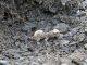 Tuatara eggs hatch for Easter at Orokonui Ecosanctuary