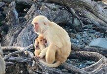 Non-Parents Expand ‘Facial Dexterity’ in Caring for Infants Among Primates