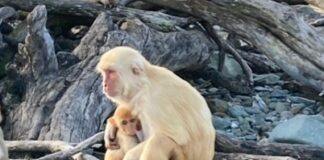 Non-Parents Expand ‘Facial Dexterity’ in Caring for Infants Among Primates