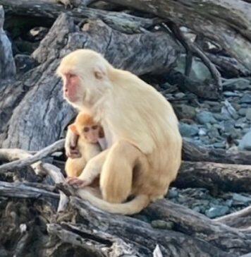 Non-Parents Expand ‘Facial Dexterity’ in Caring for Infants Among Primates