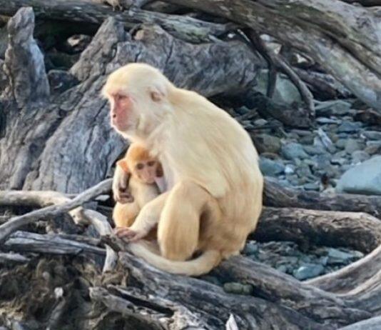 Non-Parents Expand ‘Facial Dexterity’ in Caring for Infants Among Primates