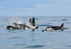 PCB contamination in Icelandic orcas: a matter of diet