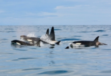 PCB contamination in Icelandic orcas: a matter of diet