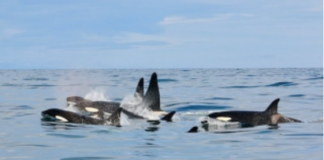 PCB contamination in Icelandic orcas: a matter of diet