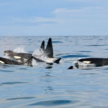 PCB contamination in Icelandic orcas: a matter of diet