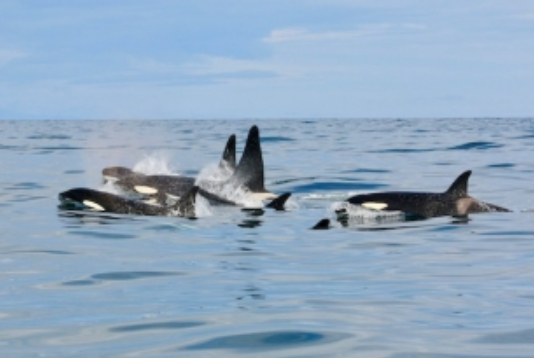 PCB contamination in Icelandic orcas: a matter of diet