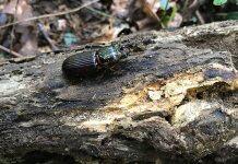 How antibiotic-filled poop helps bessbug ‘beetles’ stay healthy