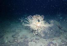 Collaborative study of natural hydrocarbon seep in Canada’s Arctic reveals presence of methane-degrading bacteria, healthy animal population