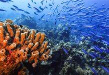 Stanford study finds climate warnings in ancient seas