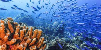 Stanford study finds climate warnings in ancient seas