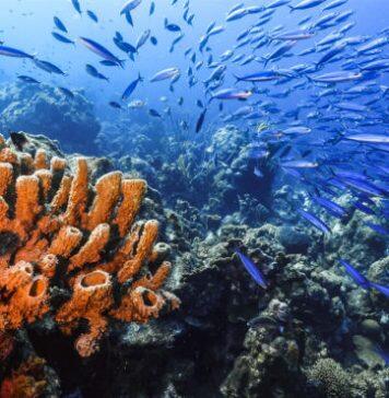 Stanford study finds climate warnings in ancient seas