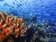 Stanford study finds climate warnings in ancient seas