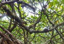 “Stressed out” corals thriving thanks to mangroves