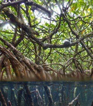 “Stressed out” corals thriving thanks to mangroves