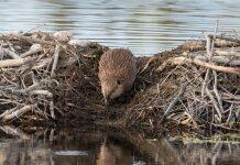 Nature must be a partner, not just a provider of services – Oxford report