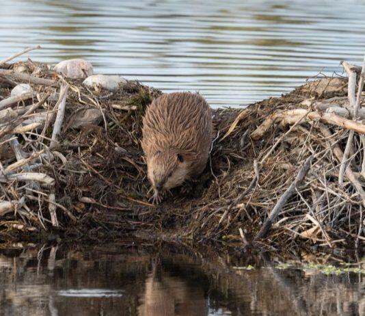 Nature must be a partner, not just a provider of services – Oxford report