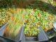 Study tracks food’s value from farm to plate globally
