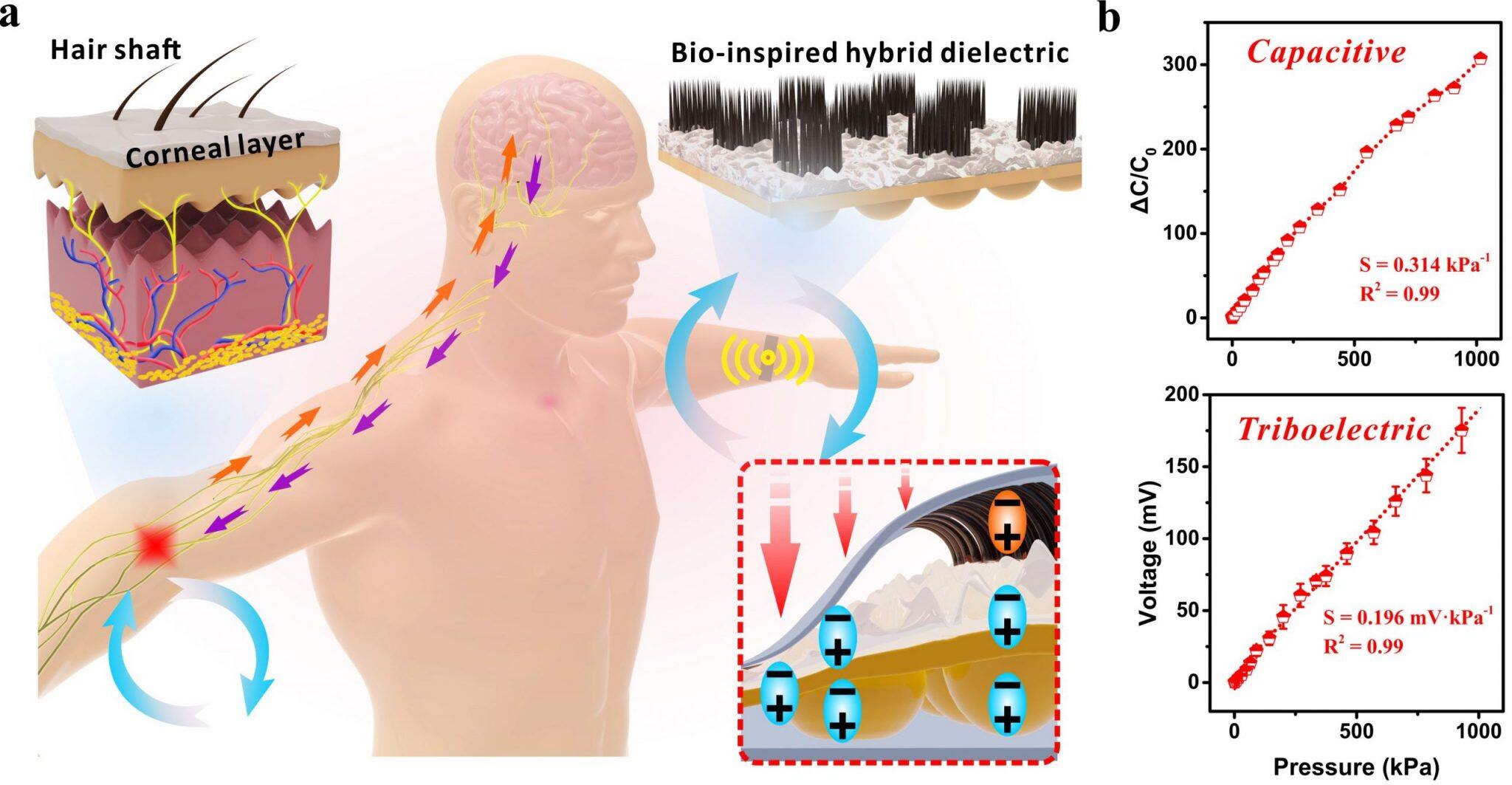 UM develops selfpowered wearable tactile sensor based on bioinspired