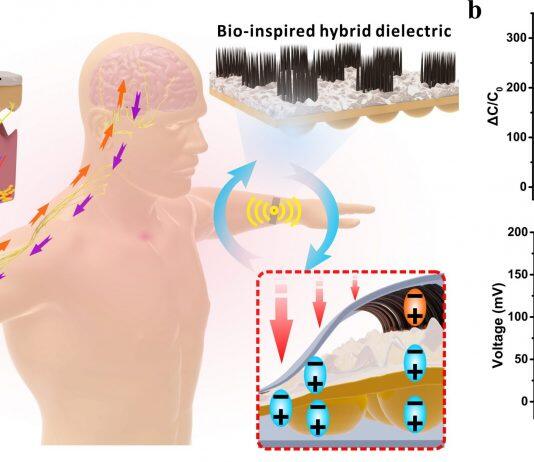 UM develops self-powered wearable tactile sensor based on bio-inspired dielectric