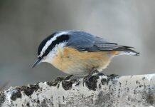 Polar vortex, winter heat may change bird populations
