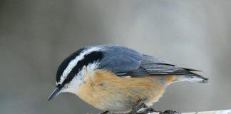 Polar vortex, winter heat may change bird populations
