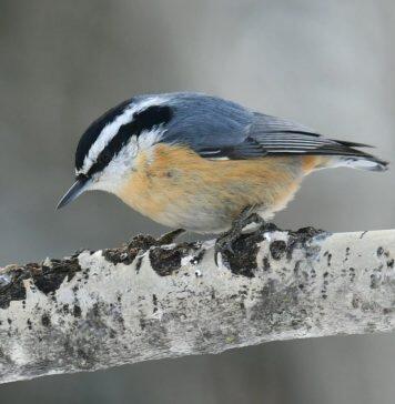 Polar vortex, winter heat may change bird populations