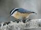 Polar vortex, winter heat may change bird populations