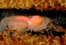 Being Social Generates Larger Genomes in Snapping Shrimp