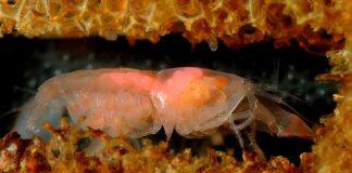 Being Social Generates Larger Genomes in Snapping Shrimp