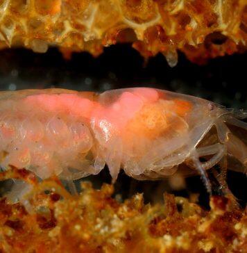 Being Social Generates Larger Genomes in Snapping Shrimp