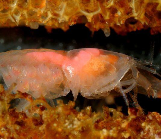 Being Social Generates Larger Genomes in Snapping Shrimp