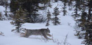 The secret lives of Canada lynx