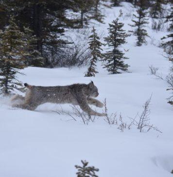 The secret lives of Canada lynx