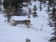 The secret lives of Canada lynx