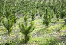 Forests and climate change: ‘We can’t plant our way out of the climate crisis’